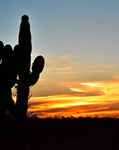 Silhueta de cacto ao por do sol