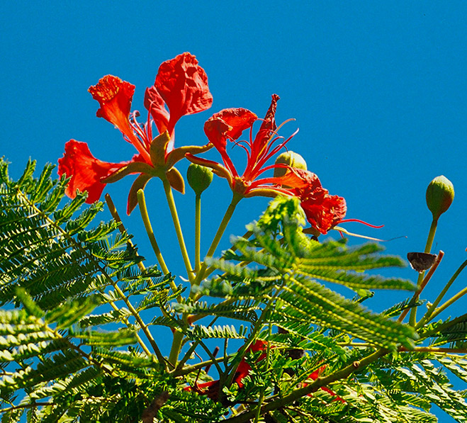 Flor vermelha do flamboyant
