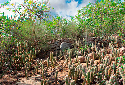 Cactos e vegetação do sertão